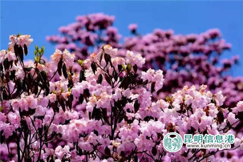 禄劝县轿子山的三十余种杜鹃花竞相怒放 禄劝县轿子山的三十余种杜鹃花竞相怒放