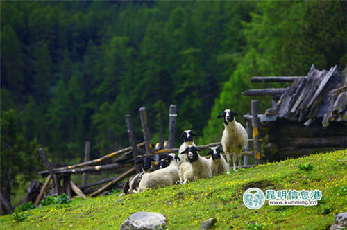 巴拉格宗乃当牧场