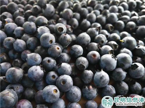 蓝莓成熟。
