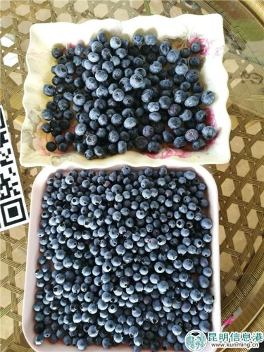 大若玻璃球的蓝莓。