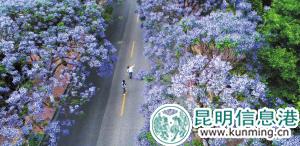 教场中路因蓝花楹成了网红街。