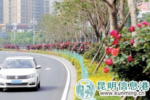 北京路的高杆月季花把整条路点缀得分外美丽。