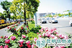 广福路上大如碗口娇艳的高杆月季。