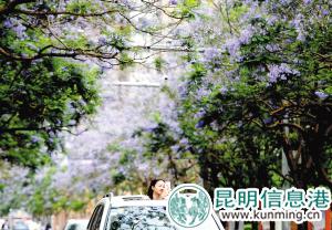 市民纷纷到教场中路拍摄蓝花楹。