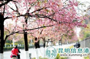冬樱花让昆明的冬日也变得明媚起来。