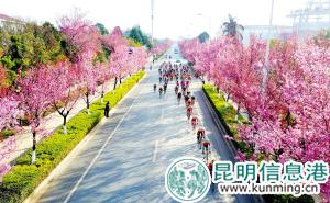 位于滇池畔的红塔西路冬樱花盛开时，景色格外美丽。