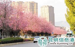 穿金路上樱花盛开时。记者李海曦摄