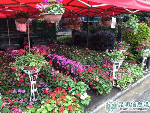 花卉苗木展销规模再创新高
