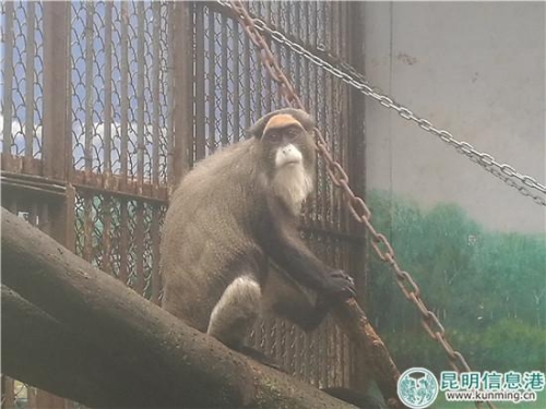 白臀长尾猴。 白臀长尾猴。