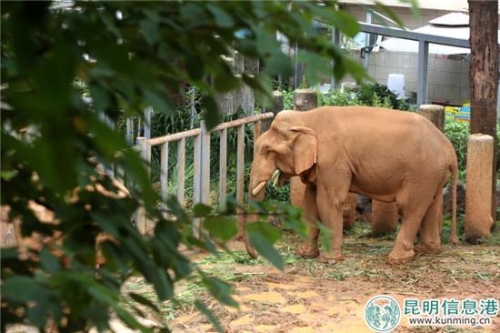 丰富亚洲象种群结构和数量。曲鸣飞摄 丰富亚洲象种群结构和数量。曲鸣飞摄