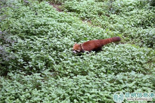 昆明动物园从重庆动物园新引进7只小熊猫。曲鸣飞摄 昆明动物园从重庆动物园新引进7只小熊猫。曲鸣飞摄