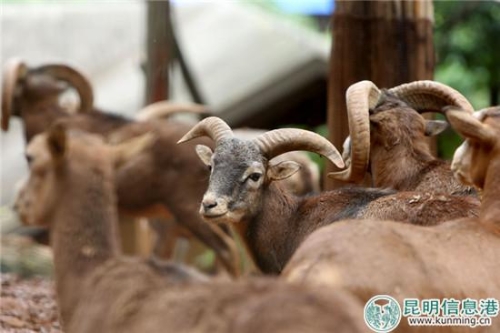 曲鸣飞摄 曲鸣飞摄