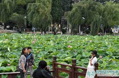 荷塘前来张美拍。昆明日报记者杨艳辉摄