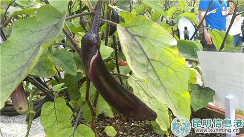 2005250252 2005250252