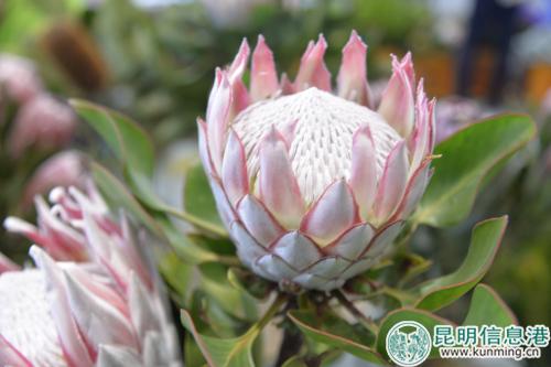 帝王花。记者劳学丽 摄