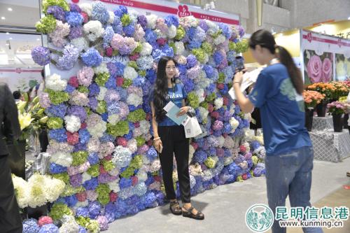 绣球花花墙。记者劳学丽 摄