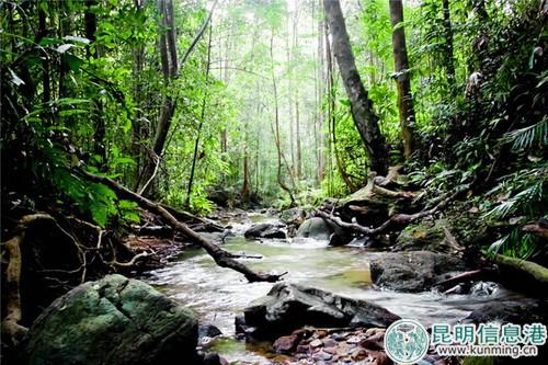 热带雨林风光