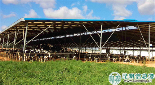 雪兰生态牧场。 雪兰生态牧场。