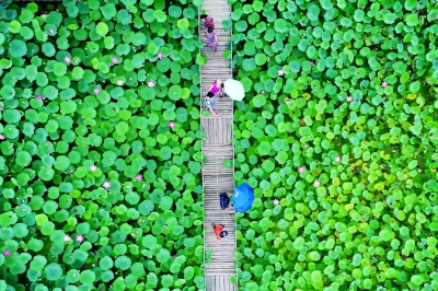 十里荷塘(1)_b 十里荷塘(1)_b