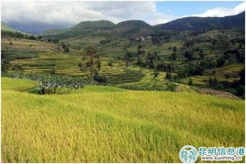 夕阳香糯米1 夕阳香糯米1