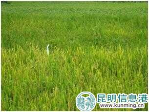 夕阳香糯米 夕阳香糯米