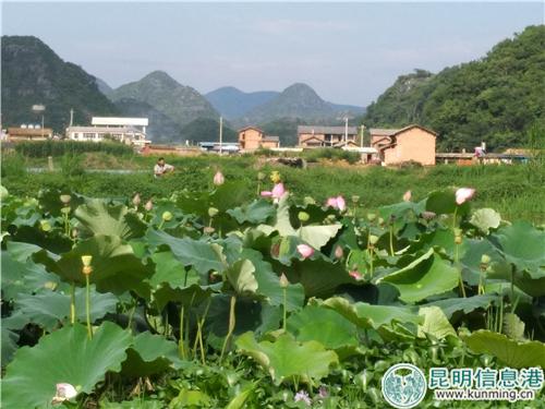 普者黑景区的荷花开得正盛。记者江枫 摄 普者黑景区的荷花开得正盛。记者江枫 摄