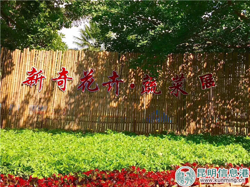 西华公园“首届新奇花卉·蔬菜科普展”吸引了3.6万人次入园观展。供图 西华公园“首届新奇花卉·蔬菜科普展”吸引了3.6万人次入园观展。供图