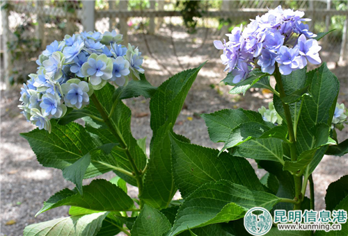 一株开两色花的银边绣球。实习记者 张乐凡 摄 一株开两色花的银边绣球。实习记者 张乐凡 摄