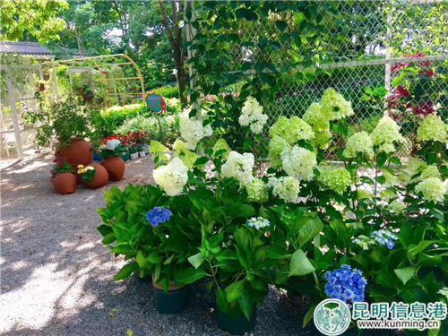 造型独特的圆锥绣球备受追捧。供图 造型独特的圆锥绣球备受追捧。供图