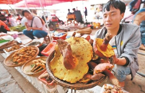 云南木水花野生菌交易中心一角。 记者杨峥摄 云南木水花野生菌交易中心一角。 记者杨峥摄