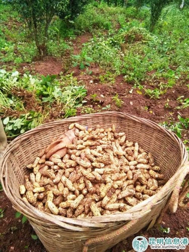 晋宁夕阳彝族乡富硒黑皮花生9月上市