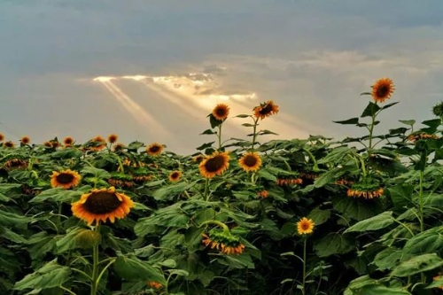 W020180821566418179390