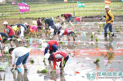 插秧比赛 插秧比赛