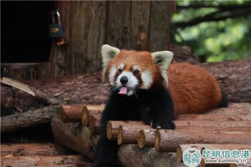 图1：小熊猫“虫虫”出逃被抓正着。