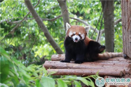 图2：园方介绍，它的越狱显得有些反常。