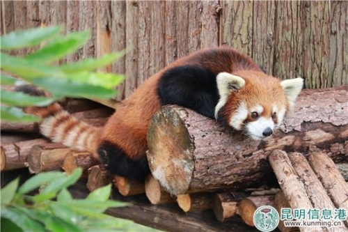 图4：园方将为它挑选合适的雌性个体尝试配对。