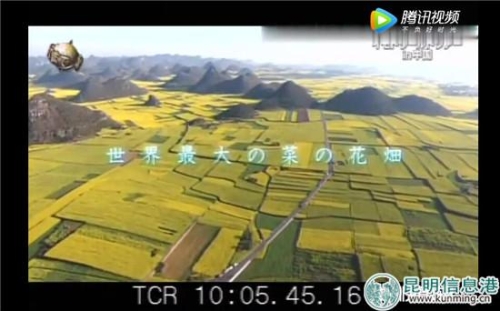 日本NTV电视台把云南罗平油菜花田称为“全世界最大的油菜花田”。 日本NTV电视台把云南罗平油菜花田称为“全世界最大的油菜花田”。