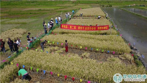 割稻谷比赛 掌上春城 记者邓斌 摄 割稻谷比赛 掌上春城 记者邓斌 摄