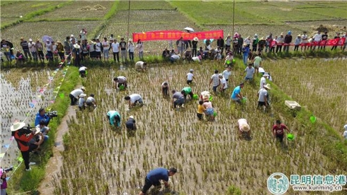 摸鱼比赛 掌上春城 记者邓斌 摄 摸鱼比赛 掌上春城 记者邓斌 摄