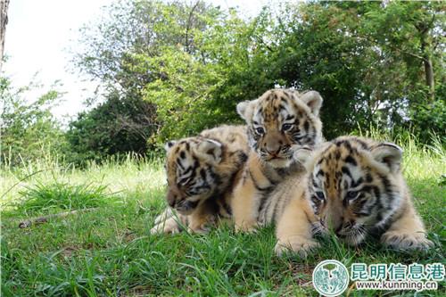 图片1:可爱的小老虎。 图片1:可爱的小老虎。