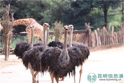 图片2:奔跑中的鸵鸟。 图片2:奔跑中的鸵鸟。