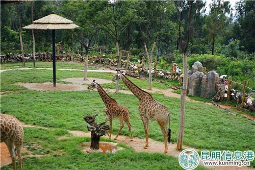 图片3:乖萌的长颈鹿 图片3:乖萌的长颈鹿