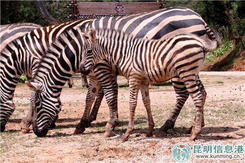 图片4:温驯的斑马。 图片4:温驯的斑马。