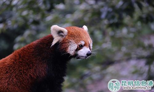 图片1:虫虫偷看不远处的雌性小熊猫。 图片1:虫虫偷看不远处的雌性小熊猫。
