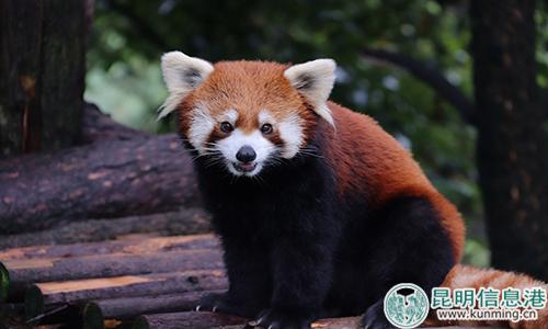 图片3:云南野生动物园将继续为虫虫的“终身大事”做准备。 图片3:云南野生动物园将继续为虫虫的“终身大事”做准备。