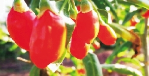 00300107891_1ff3e979 00300107891_1ff3e979