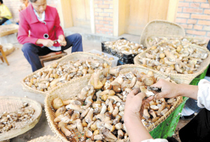 野生菌交易。记者杜文蕾摄 野生菌交易。记者杜文蕾摄