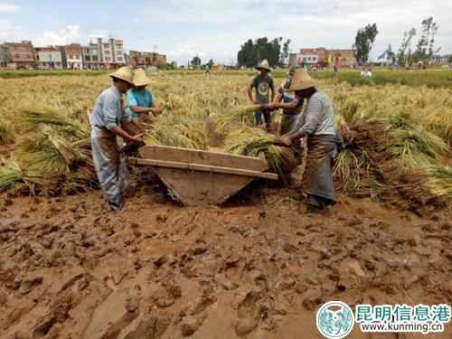 稻谷丰收 稻谷丰收