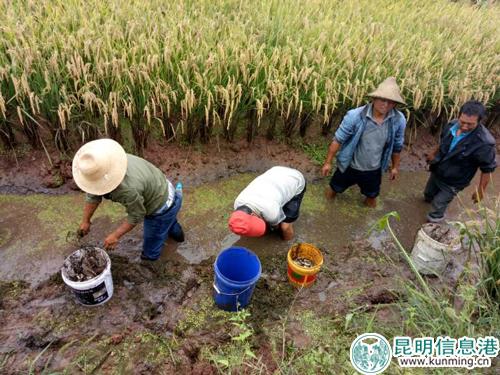 捉谷花鱼 捉谷花鱼