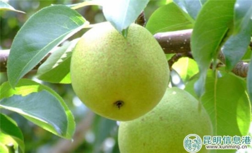 宝珠梨 图片来自网络 宝珠梨 图片来自网络